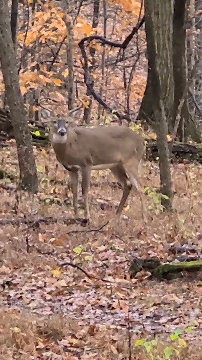 Face off with a monster buck 🦌