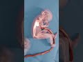This Baby Was Born Twice #shorts #amazing #sciencefacts #viralreels