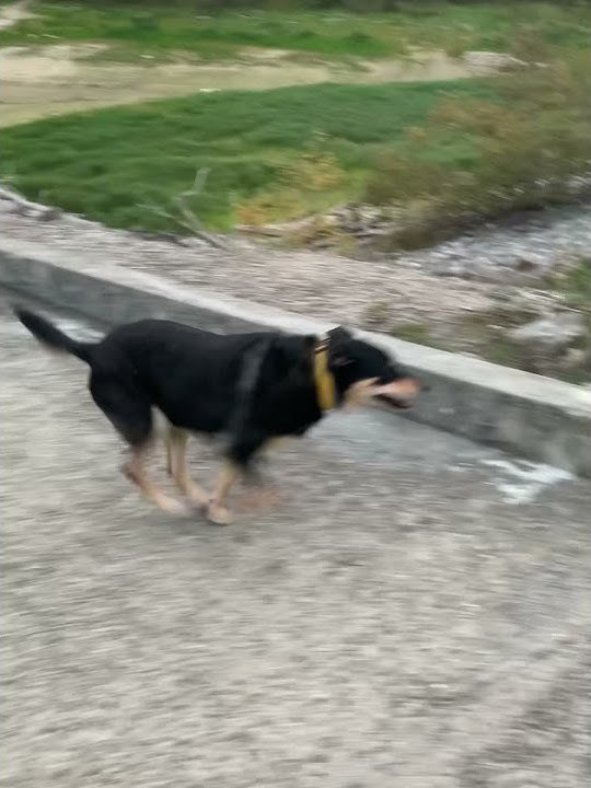 🐶Record de vitesse sur la mise à l’eau !😛 YouTube