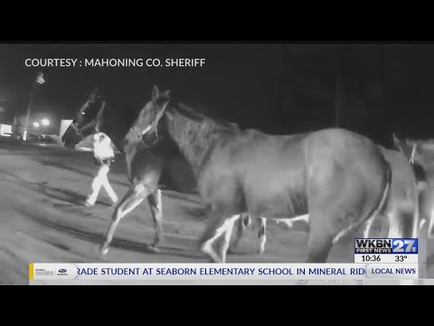 Police video shows hectic horse rescue in North Jackson