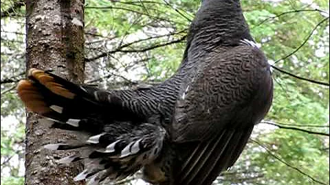 Martins Old Off Grid Log Cabin #4 Spruce Grouse Flutter Flights