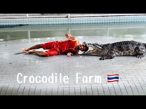 Crocodile Show in Thailand will have you on edge 🐊