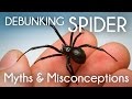 Debunking Spider Myths & Misconceptions