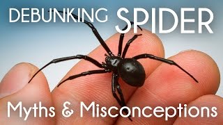 Debunking Spider Myths &amp; Misconceptions