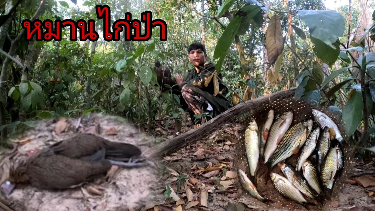 หมานไก่ป่ากับปลาเยอะมาก/ຫມານໄກ່ປ່າ