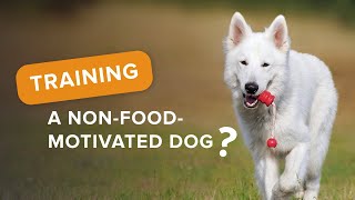 Training a NON-Food-Motivated Dog? by SpiritDog Training 8,349 views 1 year ago 11 minutes, 13 seconds