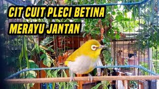 Cuitan pleci betina memanggil jantan merangsang naikan birahi