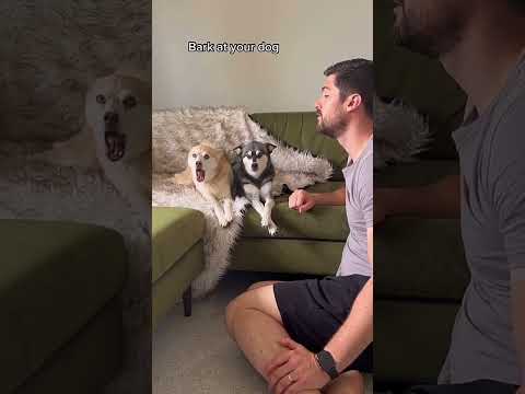 Dogs being idiot part 82 #funnydog #funnypet #cutedog #dog #pets