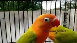 Lovebird Singing & Chirping Sounds 2024 - Green Fischer Pair by NATURE WILDLIFE 1,189 views 1 year ago 1 hour