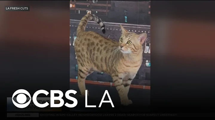 Video 11816921: savannah cat, cat pets