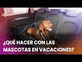 ¿Qué hacer con las MASCOTAS en VACACIONES?