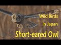 コミミズク 美しい日本の野鳥 1月上旬