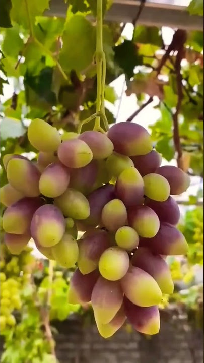 Grapes harvesting 🍇🍇 #shorts #grape