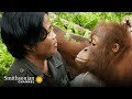 Orangutan Care and Behavior