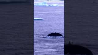 A whale disappearing into the depths under a pastel-coloured light | PONANT