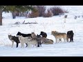 Wapiti Lake Wolf Pack Howling in Yellowstone