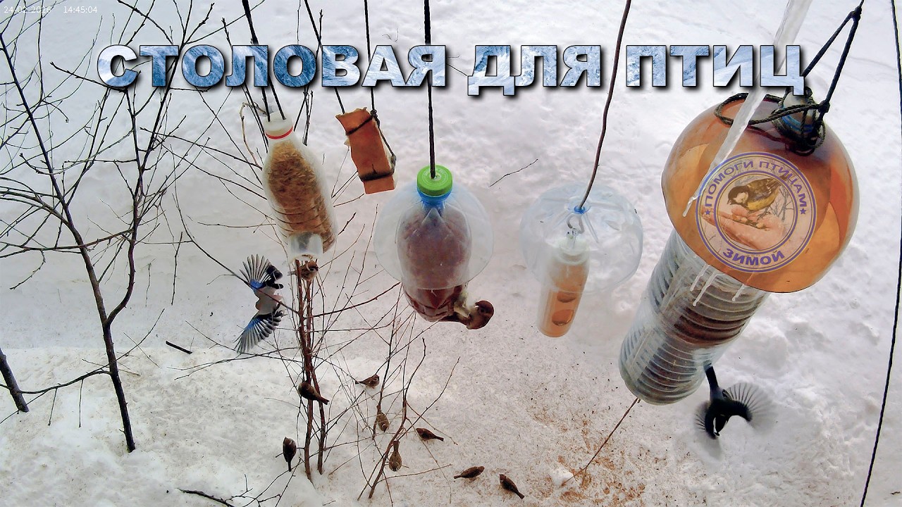 Кормушка для птиц 24 февраля 2026 года | сойка | (08)