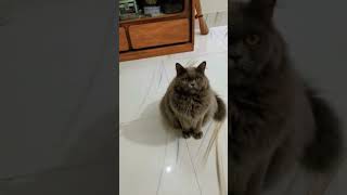 My Cat Milo And I Have 2 ?