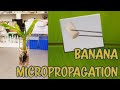 Tutorial banana micropropagation in vitrotissue culturecultivo de tejidos