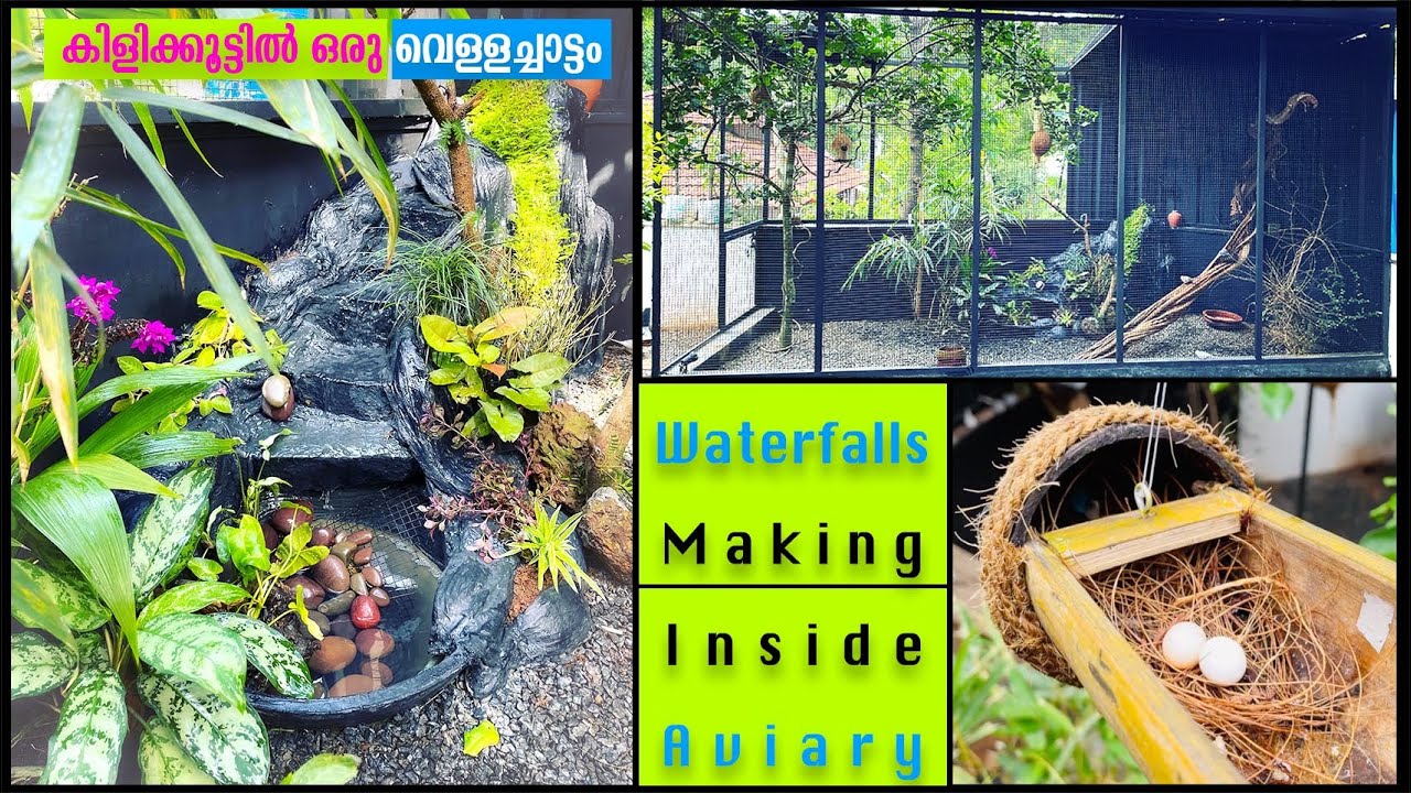 Waterfalls Making Inside Aviary I കിളിക്കൂട്ടിൽ ഒരു വെള്ളച്ചാട്ടം