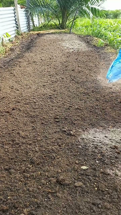 Cara Mudah Semai Benih Cabe,,!!
