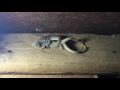 Honeymoon lizard