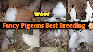 Pigeons  Best Breeding Progress of Fabruary ||फैंसी कबूतर ब्रीडिंग setup kabutar New Video