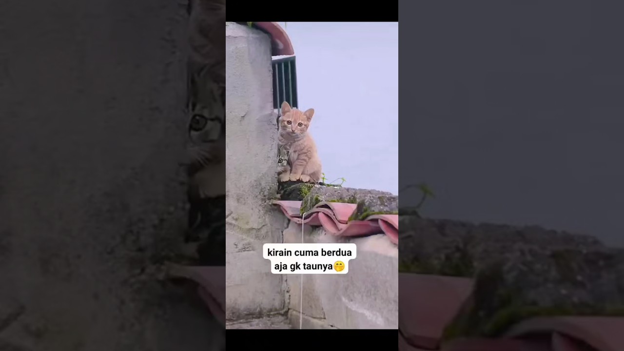 kucing lucu keluarga si oren 🤣#cat #shortvideo