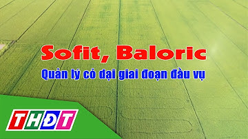 Sofit, Baloric - Quản lý cỏ dại giai đoạn đầu vụ | Syngeta Thông tin nông nghiệp - 5/10/2025 | THDT