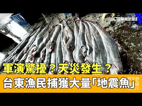 軍演驚擾？天災發生？ 台東漁民捕獲大量「地震魚」｜華視新聞 20230412