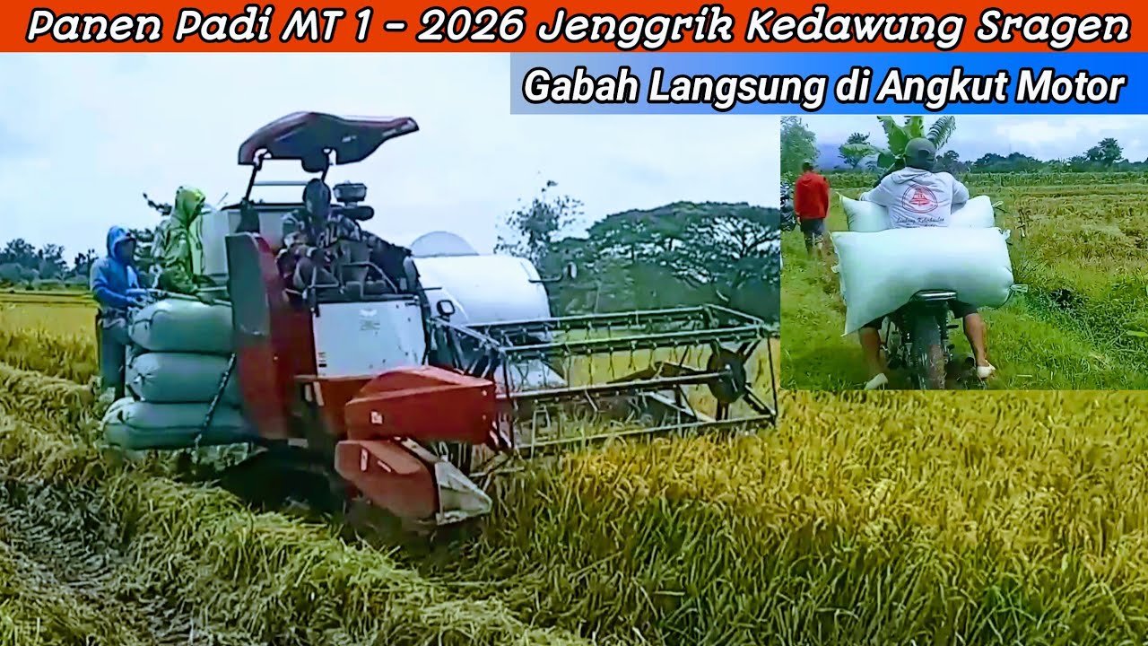 Panen Padi MT 1 - 2026 | Gabah Turun dari Kombi Langsung di Angkut Motor 