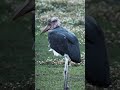 Burung Purba Shoebill: Pemangsa Kejam Berwajah Monster!