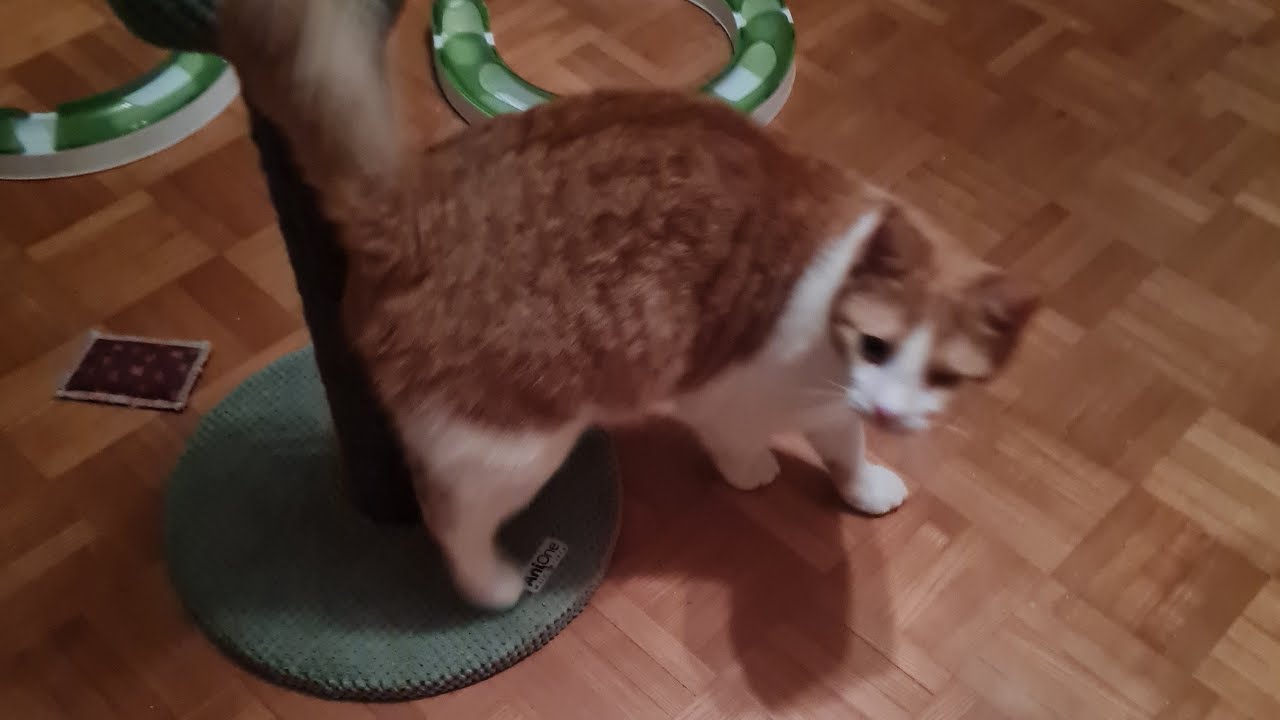 Mister tini's 1.tag mit dem feliway Stecker