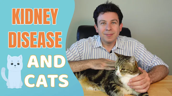 Kidney Disease and Cats - Everything you need to know - DayDayNews