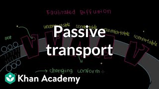 Pive Transport By Facilitated Diffusion Cells Mcat Khan Academy