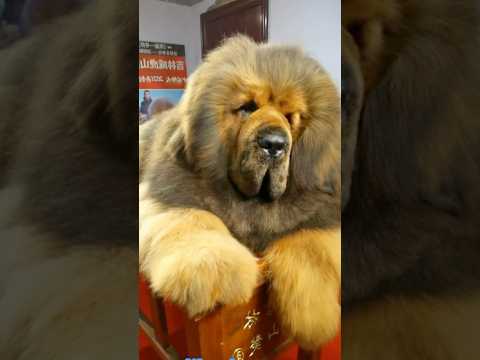 Video: 7 šunys kaip Tibeto mastifas