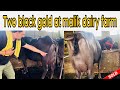 दो उत्तम मुर्रा झोटी | Two black gold at malik dairy farm ✅🥛 | मच्छर-मक्खी भगाने का उपाय 🪰