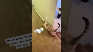cute kitten#FunnyAnimals #AnimalMemes #FunnyPets #petmemes