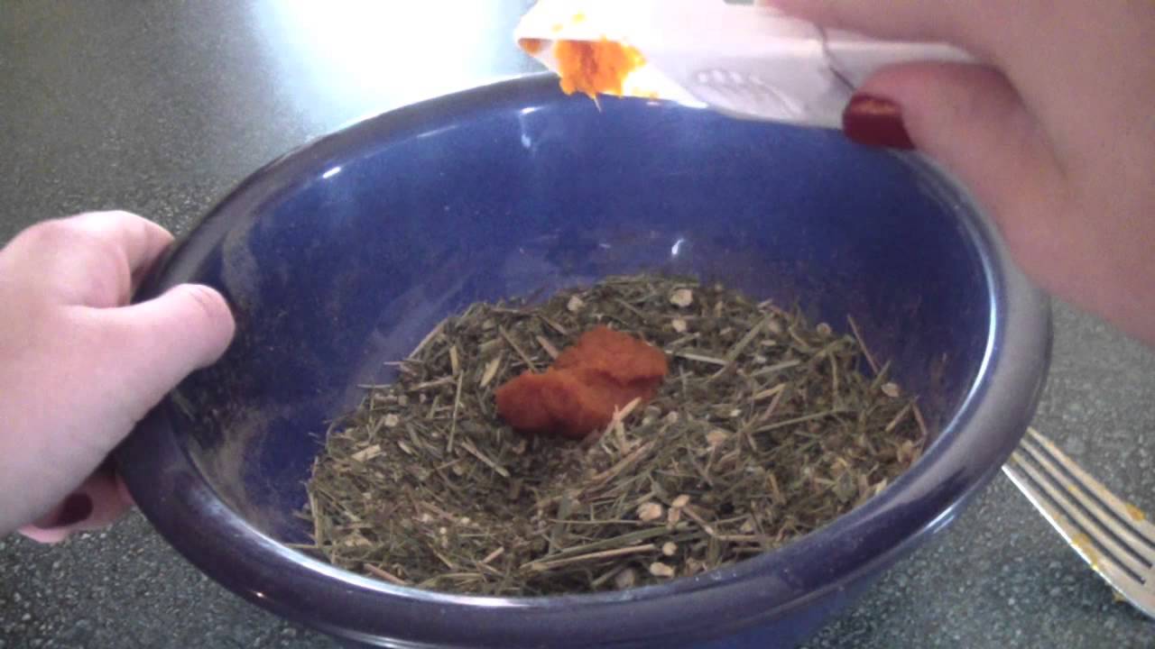 DIY Chinchilla Treats YouTube