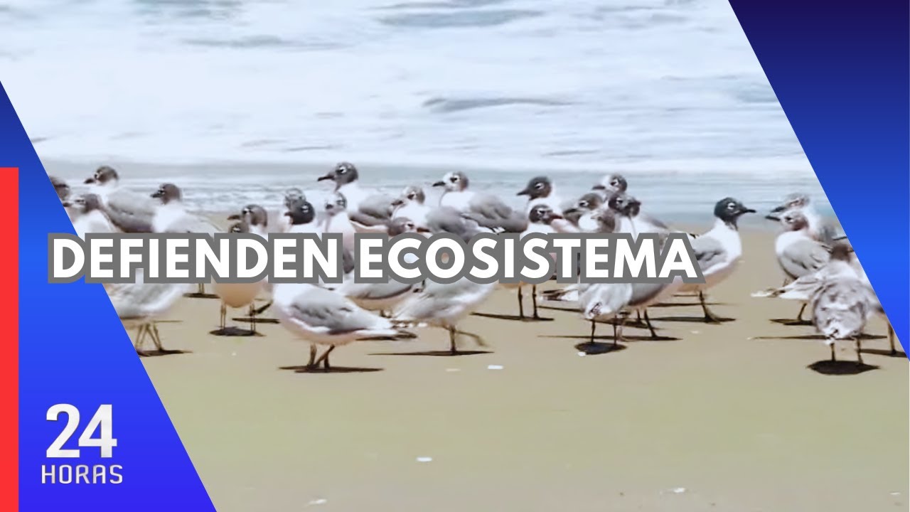 Barranco: Ecosistema de playa Las Sombrillas estaría riesgo por construcción de centro comercial