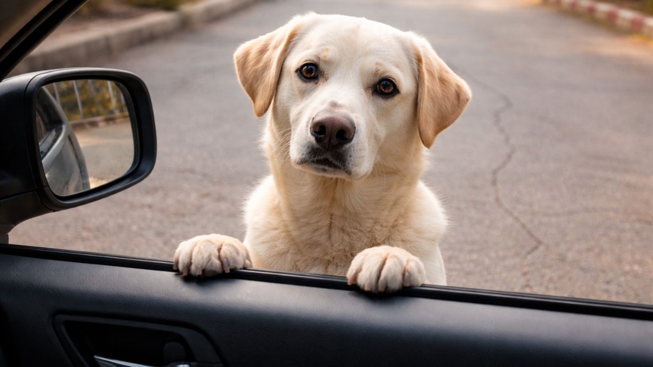 Pies zaginął 2 lata temu. Gdy pani go znalazła, zapłakał, wstał na łapy, ale nie chciał iść do domu