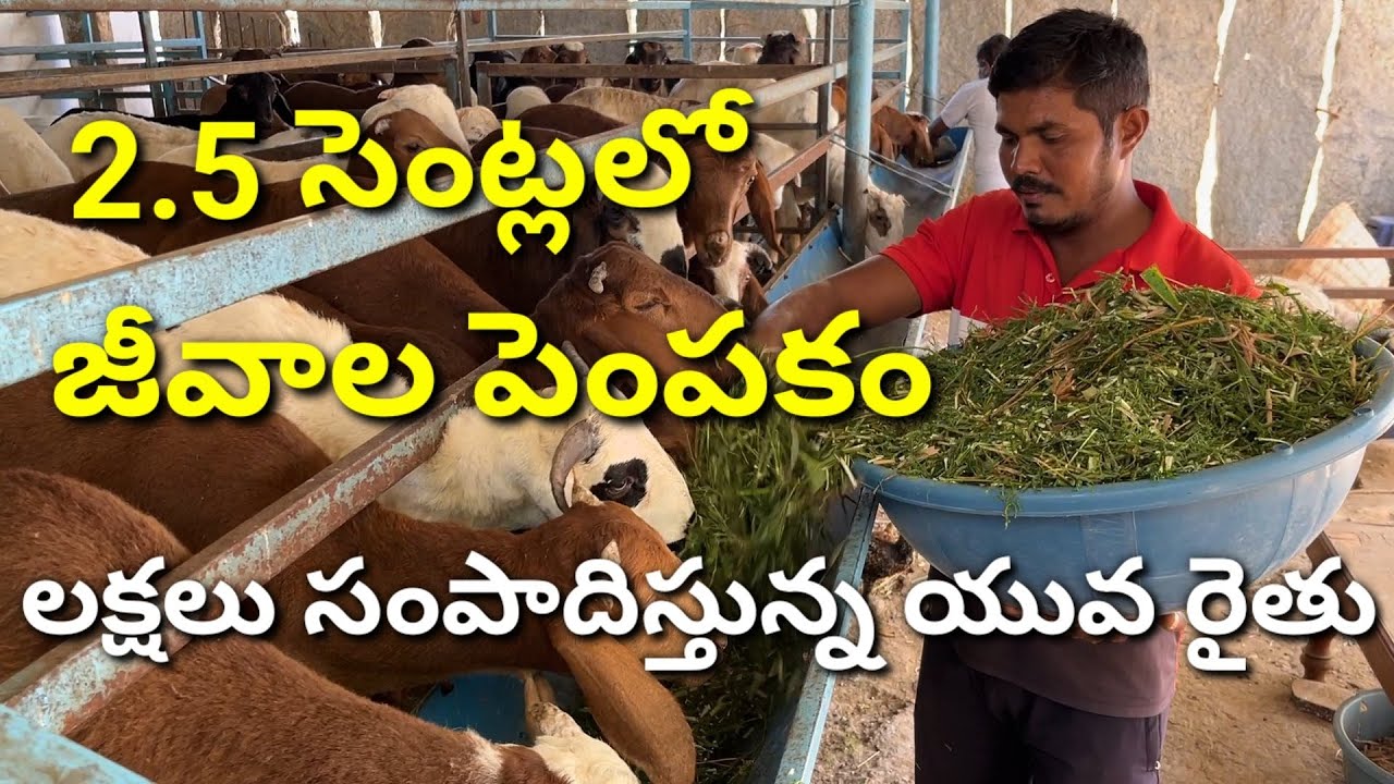 తక్కువ నిర్వహణతో  లక్షల ఆదాయాన్నిచే జీవాల పెంపకం | Sheep Farming | గొర్రెల పెంపకం |Livestock Farming