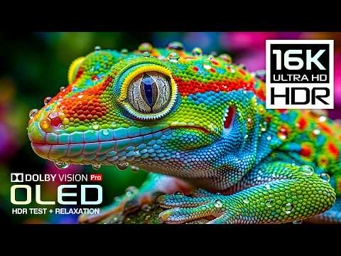BEST Vivid OLED HDR TEST 16K HDR Nature Video Dolby Vision 120FPS 8K/4K Video TV