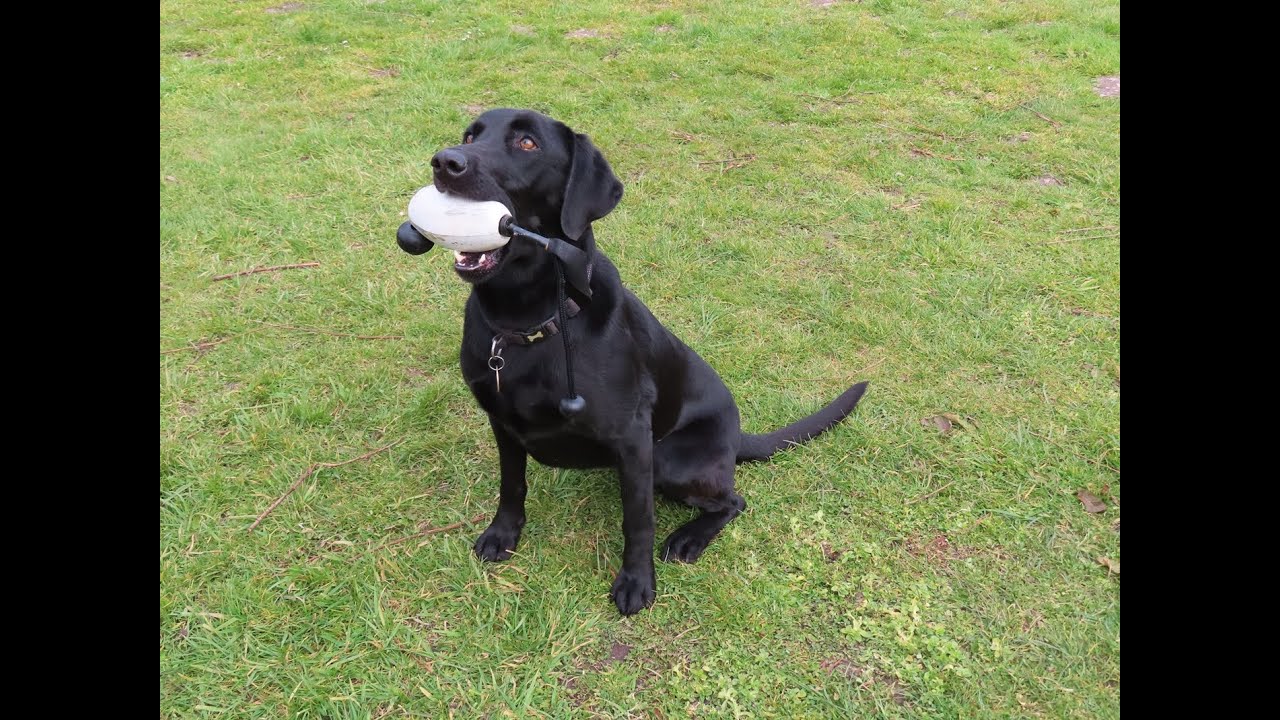 Gundog games, whistle cues for searching and stop - YouTube