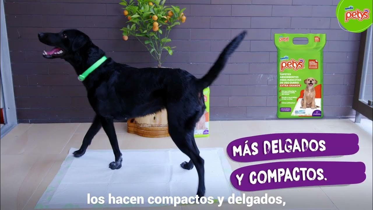 Tapetes absorbentes para Perros- Petys