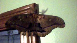 Giant Polyphemus Moth the Size of a Bird