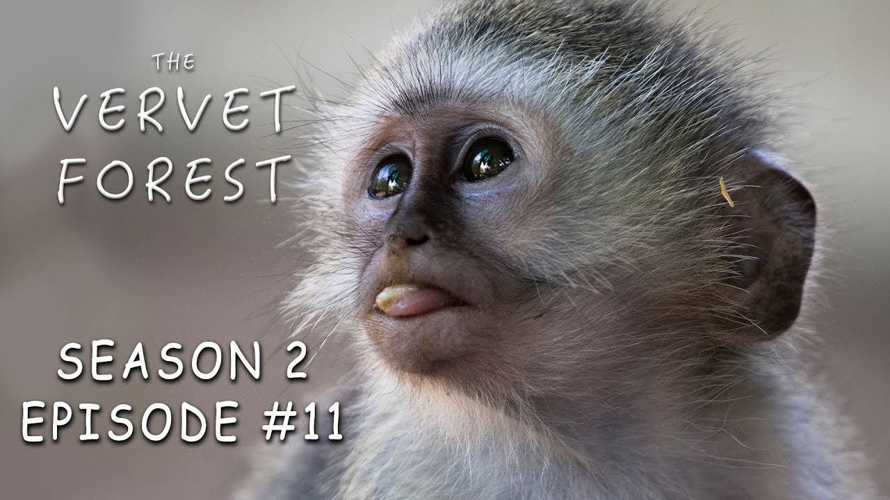 New Orphan Abby Arrives & Everyone Else Gets A Foster Mom - The Vervet Forest - S2 Ep.11