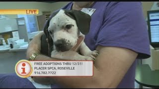 Adoption Update: Placer SPCA
