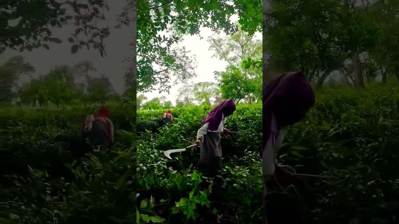 मानसून में चायपत्ती की सफ़ाई