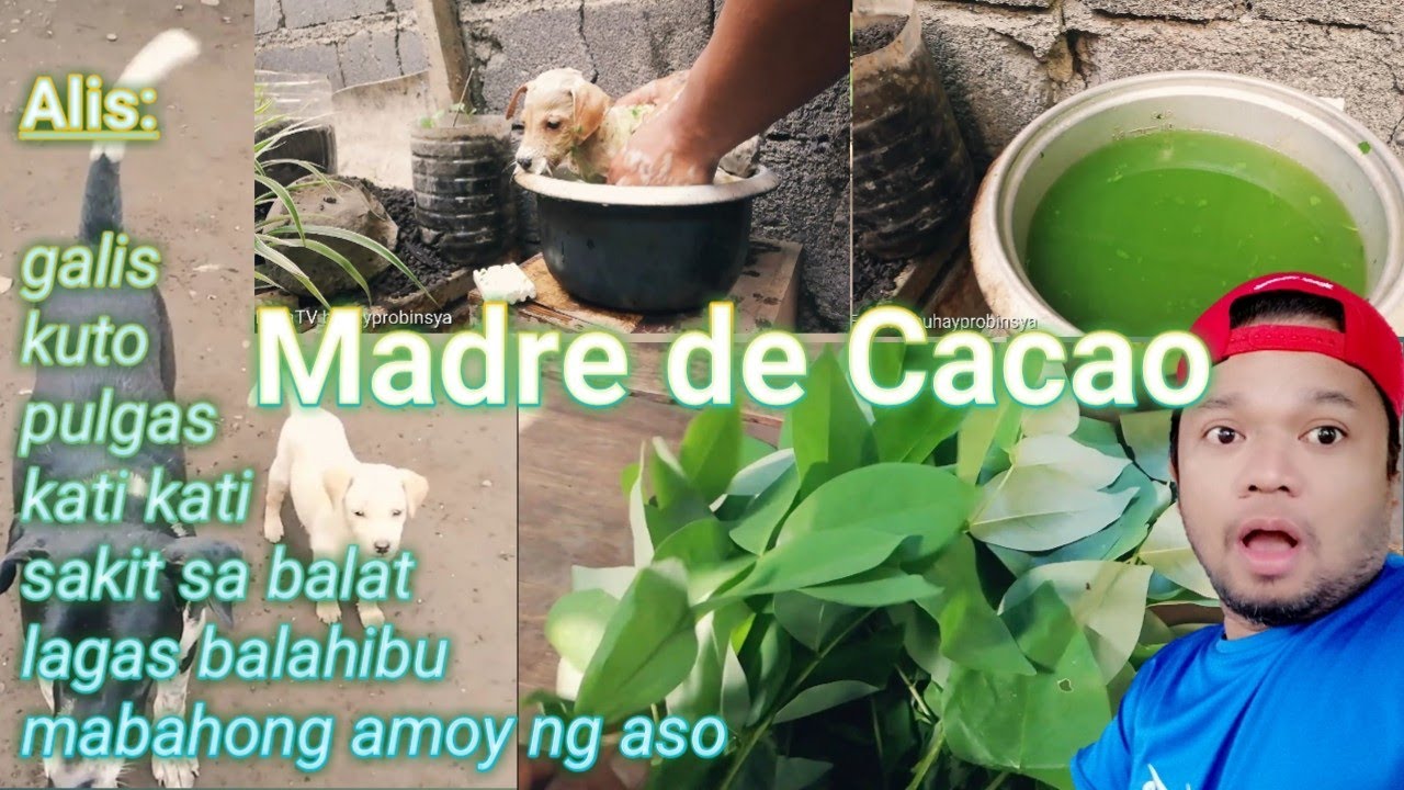 PAANO MAALIS LAHAT NG SAKIT SA BALAT | MADRE DE CACAO #eskatvbuhayprobinsya